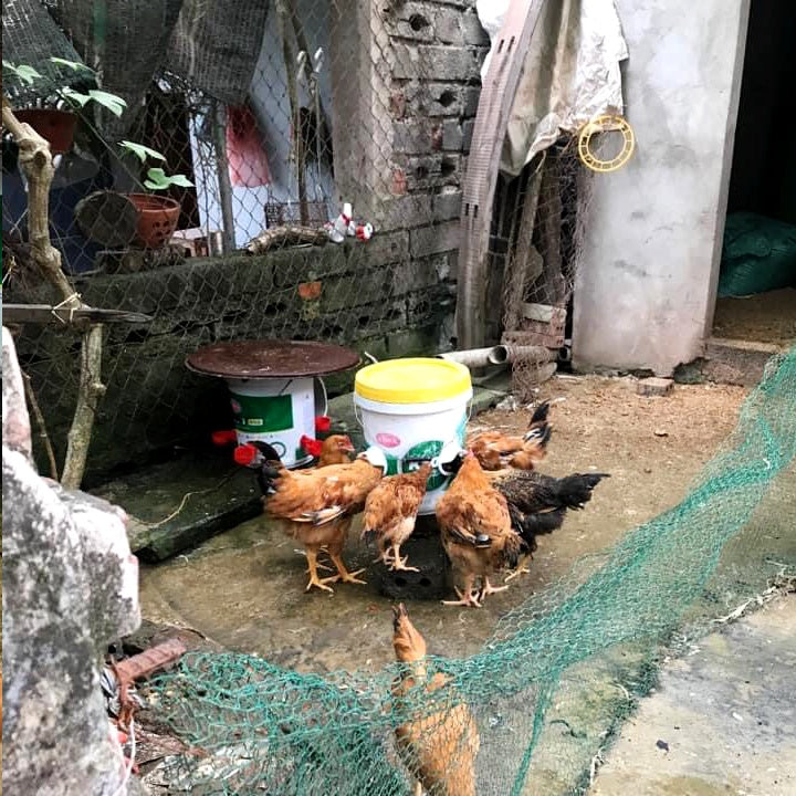 Poultry Feeder Port
